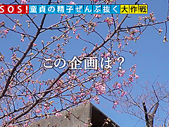 499NDH-016 Japanese Amateur
