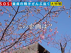 499NDH-020 Japanese Amateur